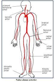 • nabız alınan arterler 16. Yasam Bulgulari Hemsirelog