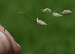 Image result for Eragrostis unioloides