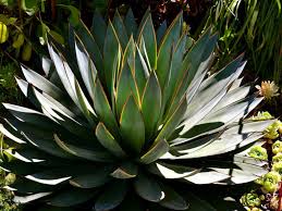 Agave Blue Glow World Of Succulents Agave Blue Glow Agave Architectural Plants
