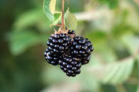 Image result for Rubus kirungensis