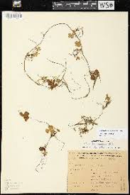 Image result for Marsilea coromandelina