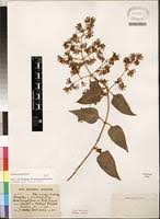 Image result for Buddleja pulchella