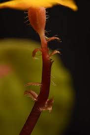 Image result for Begonia pulcherrima