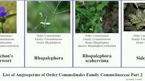 Image result for Triceratella drummondii