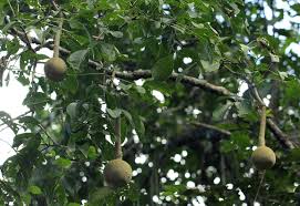 Image result for Cladostemon kirkii