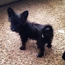 Black And White Papillon Shih Tzu Mix My New Fur Baby Wicket He Is A Papillon Maltese Mix Dog Breeds Animals Papillon Mix