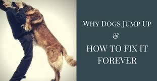 This is the number one step to consider if you want to stop your puppy's biting. Stop Dogs From Jumping Up For Good Thedogtrainingsecret Com Thedogtrainingsecret Com