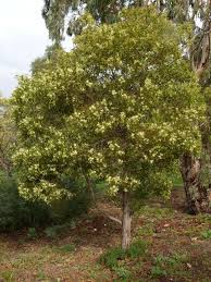 Image result for Acacia melanoxylon