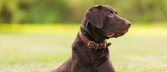 Torg's labs is a hunting labrador retriever kennel in solway, minnesota located between canada, north dakota, south dakota, iowa and wisconsin. Chocolate Labrador Retriever Puppies For Sale Greenfield Puppies