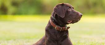 They also tend to have the laid back, easy going, loving personality of the english labrador. Chocolate Labrador Retriever Puppies For Sale Greenfield Puppies