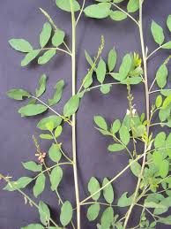Image result for Indigofera vicioides