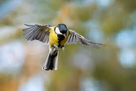 Image result for Kohlmeise vogelhouse