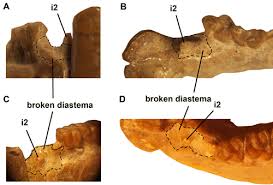 Image result for Paratheria
