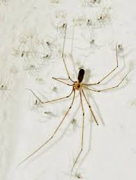 Huntsman spiders, jumping spiders, and spiders of the. Pholcus Phalangioides The Daddy Long Legs Spider And Her Babies Long Leg Spider Daddy Long Long Legs