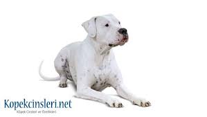 Dogo Argentino Ozellikleri Bakimi Nasil Bir Kopektir