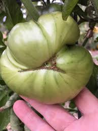 Catfacing is most common on the fruit that are formed first. Trouble With Tomatoes Home And Garden Nrtoday Com