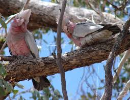 Galah Eolophus Cacatua Roseicapillus Australian Parrots Galah Cockatoo Budgies