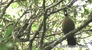 The three day trek is an excellent circuit but taken at a slower pace over 4 days takes you up to the heather zone where you will see rwenzori turaco, rwenzori nighjar, rwenzori double collared sunbird, archer's robinchat, mountain black boubou, mountain illadopsis, rwenzori batis, mountain masked aplis, etc Rwenzori Turaco Ebird