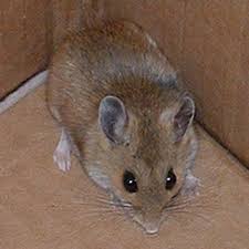 A tiny baby field mouse finds its way to my toes, crawls on and falls asleep. The Best Ways To Catch A Mouse Dengarden