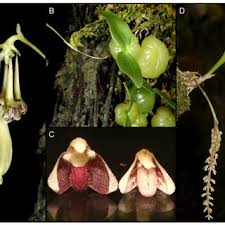 Image result for Malaxis schliebenii