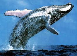 Image result for whale