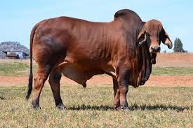 View our selection of apartments, flats, farms, luxury properties and houses for sale in zimbabwe by our knowledgeable estate agents. Brahman Bull Dogs And Puppies Cattle Dog Cattle Ranching