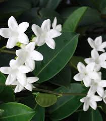 Image result for Sutera floribunda