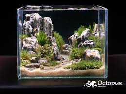 Slobodan Lazarevic Mountain Lake Size 9 5 Cm X 7 Cm X 7 5 Cm Plant List Nano Moss Amblystegium Serpens Mini P Aquascape Aquarium Aquascape Aquarium Fish