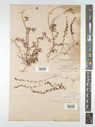 Image result for Laurembergia repens
