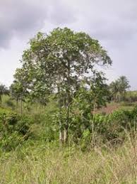 Image result for Mitragyna stipulosa