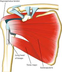 Tendon of the long head of the biceps brachii. Shoulder Anatomy Springerlink