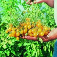 Graines Tomate Cerise Ildi Graine De Tomate Tomates Cerises Tomates