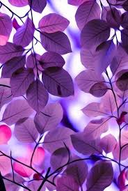 Shop.alwaysreview.com has been visited by 1m+ users in the past month Paling Populer 26 Foto Wallpaper Untuk Wa Gambar Yang Bagus Untuk Wallpaper Wa Cantik Foto Yg Nature Iphone Wallpaper Purple Wallpaper Beautiful Wallpapers