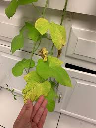 Store the tubers in a cool location or take cuttings and overwinter the plants indoors. Any Ideas On What Happening With My Sweet Potato Vine I Got It Less Than A Week Ago And It Didn T Have These Spots Is It Safe To Cut Them Off Any