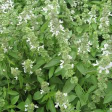 Image result for Ocimum americanum