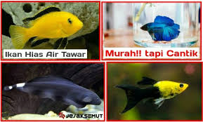 Pinterest) jenis ikan hias air tawar yang satu ini memiliki nama yang cukup seram, yaitu black phantom atau jika diterjemahkan dalam bahasa indonesia memiliki arti hantu hitam. Inilah 7 Jenis Ikan Hias Air Tawar Yang Murah Tapi Cantik Jejaksemut