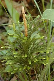 Image result for Lycopodiaceae