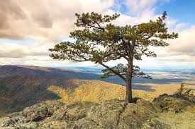 Posted on august 2, 2016august 2, 2016. Ravens Roost Overlook Photograph By Fran Gallogly