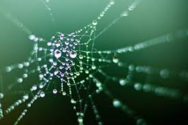 Resultado de imagen de tela de araña