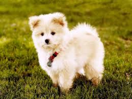 Check spelling or type a new query. Pomeranian Poodle Mix Puppies For Sale
