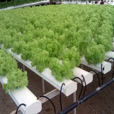Check spelling or type a new query. Drip Tape Drip Irrigation System Sprinkler Irrigation System Hydroponic System Lettuce For Green House China Hydroponics System A Tiled Hydroponics System Made In China Com