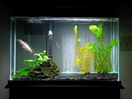 Image result for betta fish tank