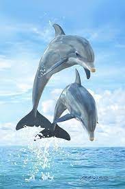 rafi morales adli kullanicinin dolphins and beautiful sea creatures panosundaki pin yunuslar vahsi hayvanlar hayvanlar