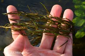 Image result for Potamogeton pusillus
