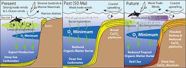 Small traditional fishing grounds that are effectively managed by local communities can. Disappearance Of Coral Reefs Drastically Altered Marine Food Web On The Horizon