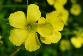Image result for Oxalis pes-caprae
