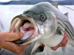 Check spelling or type a new query. Catch Of The Day Columbia Metropolitan Magazine