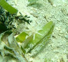 Image result for Thalassia