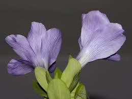 Image result for Barleria mackenii