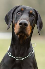 doberman doberman pinscher dog doberman puppy doberman pinscher